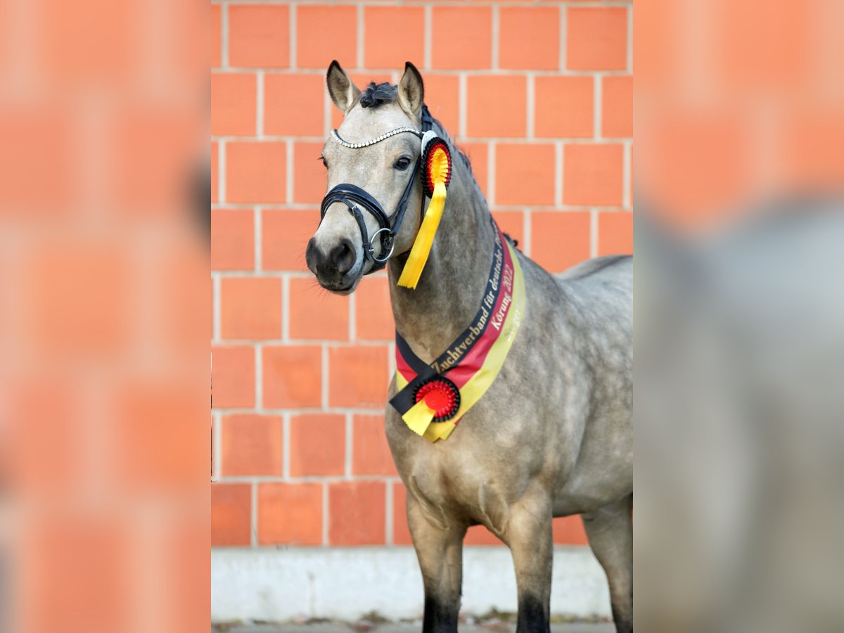 German Riding Pony Stallion in Lippetal