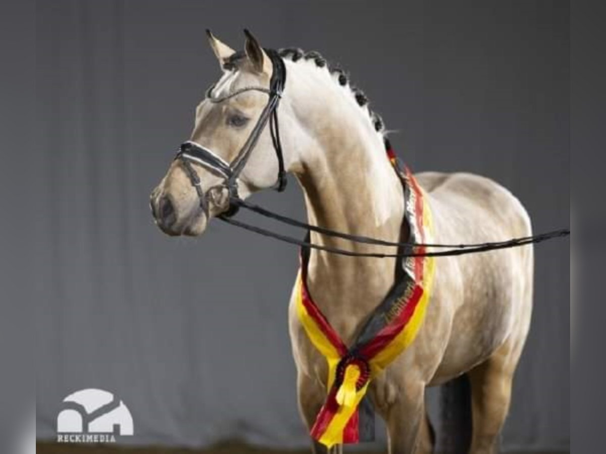 German Riding Pony Stallion Dun in Bedburg