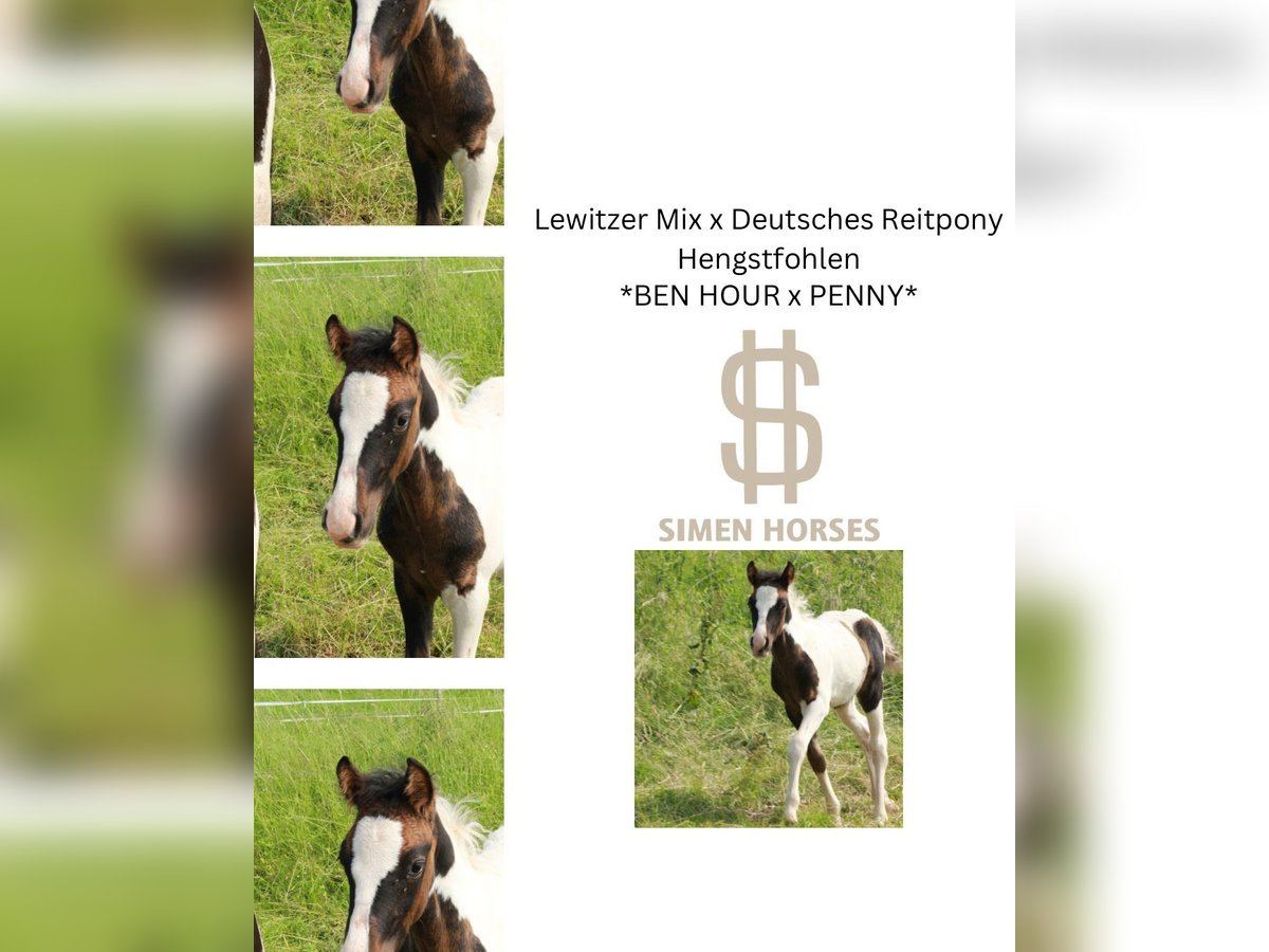 German Riding Pony Mix Stallion Foal (04/2025) 13,2 hh Pinto in Steinen