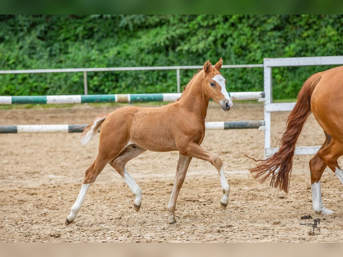 German Riding Pony Stallion Foal (06/2024) 14,1 hh Chestnut-Red in Aurich