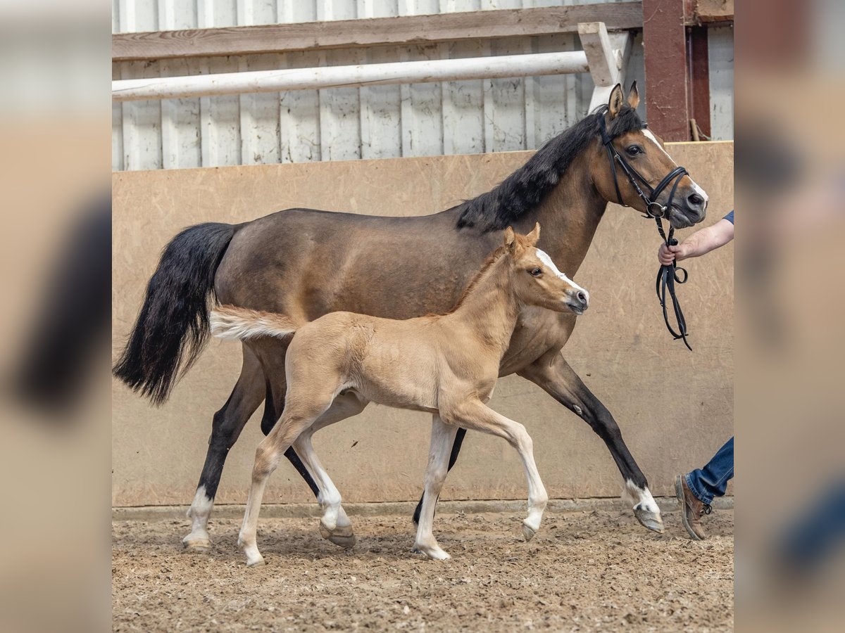 German Riding Pony Stallion Foal (04/2024) 14,1 hh Dun in Esens