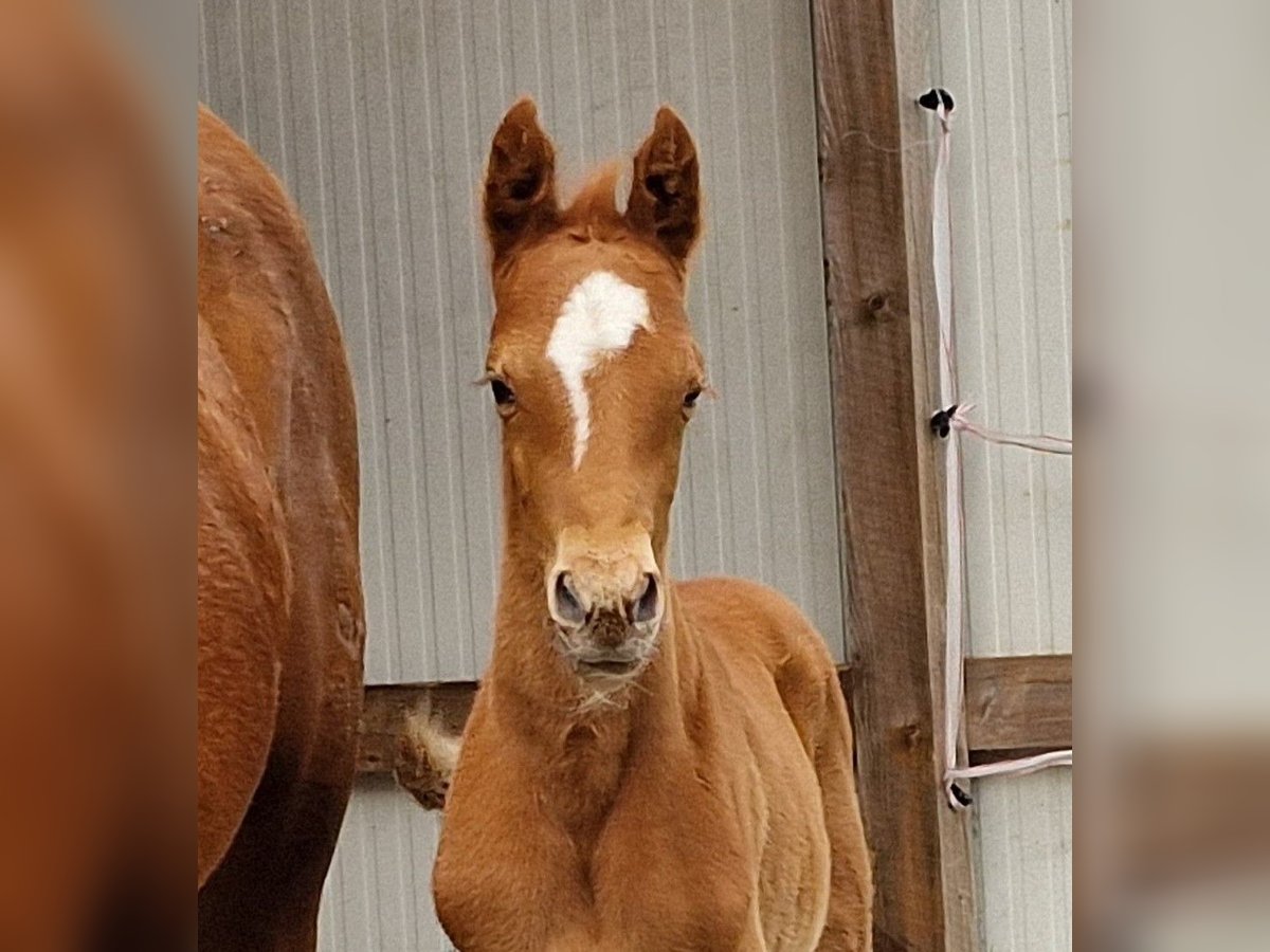 German Riding Pony Stallion Foal (03/2024) 14,2 hh Chestnut-Red in Ostrhauderfehn