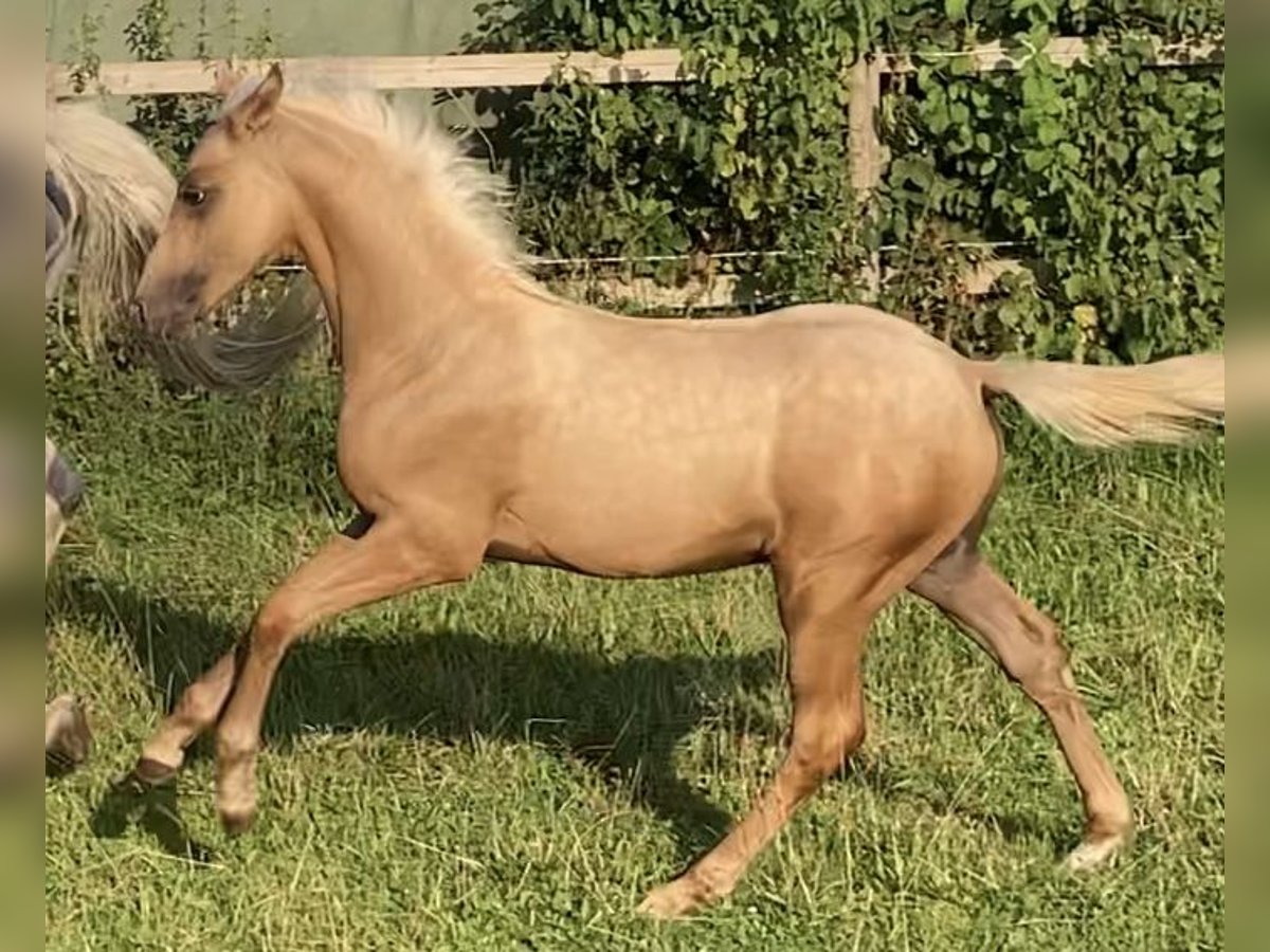 German Riding Pony Stallion Foal (05/2023) 14,2 hh Palomino in Schwerte