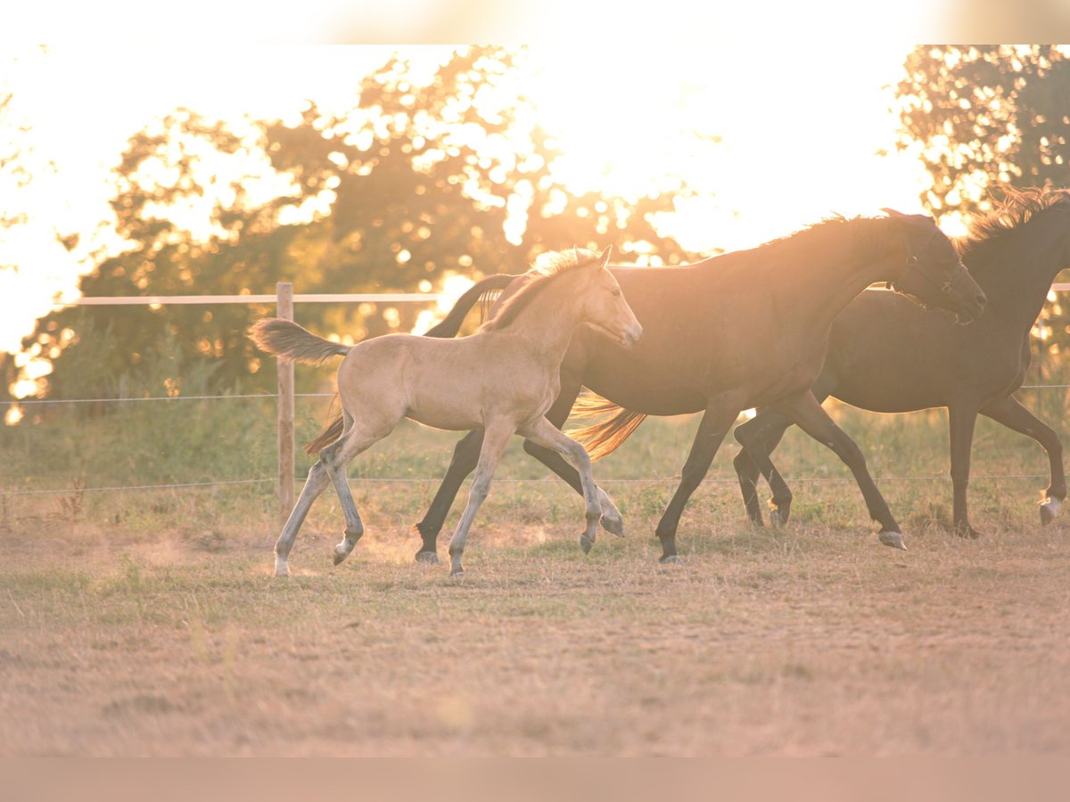 German Riding Pony Stallion Foal (05/2025) 14,1 hh Buckskin in Haltern am See