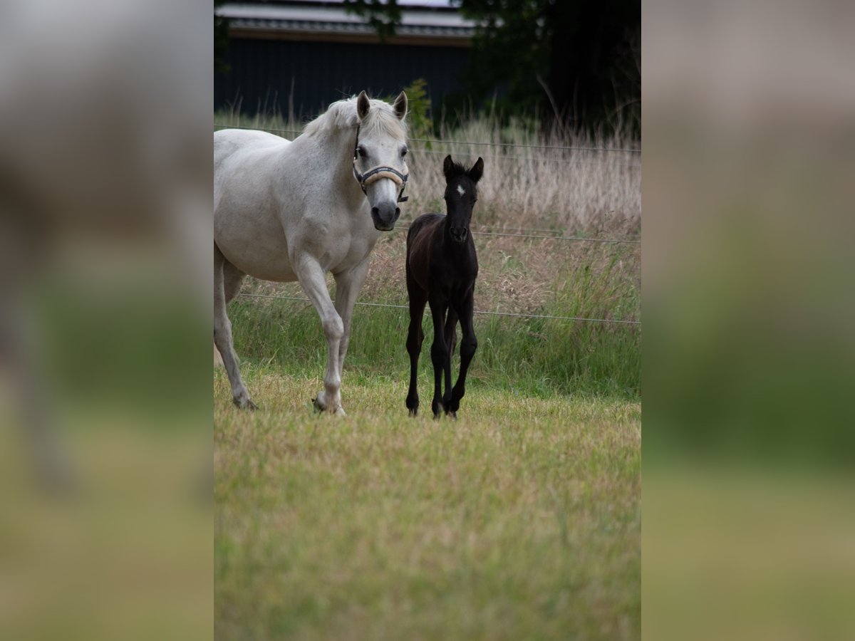 German Riding Pony Stallion  14,1 hh Can be white in Wagenfeld