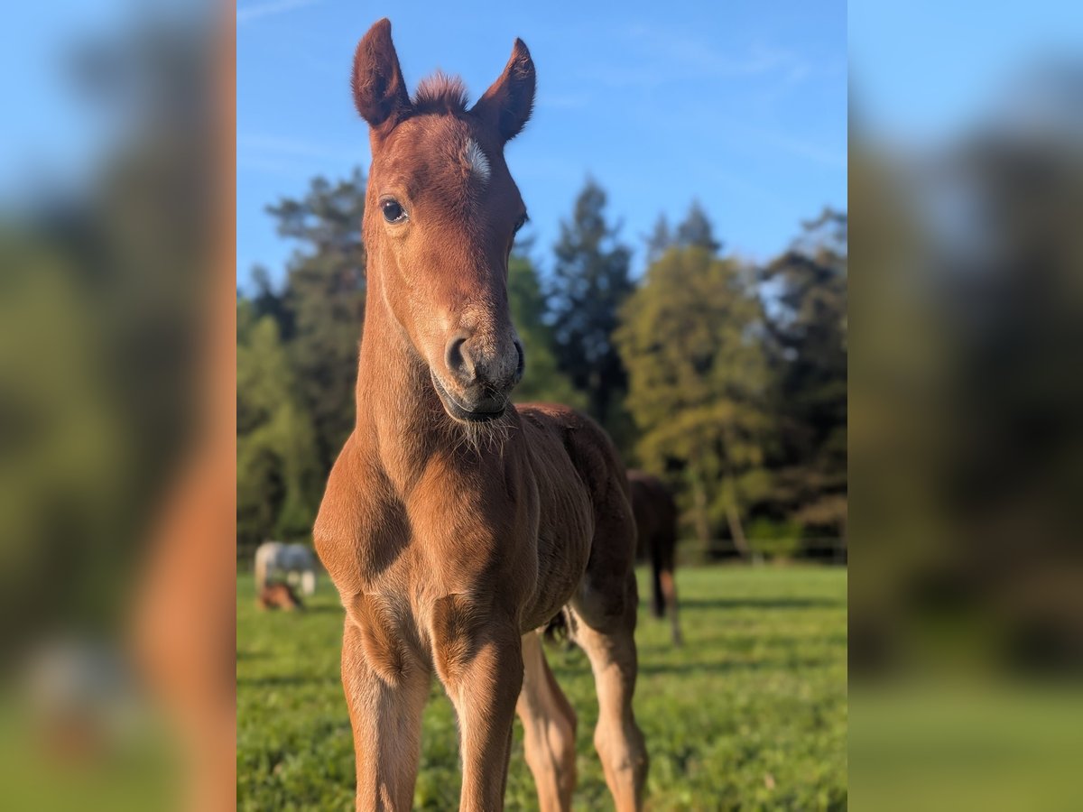 German Riding Pony Stallion  14,1 hh Chestnut-Red in Jesteburg