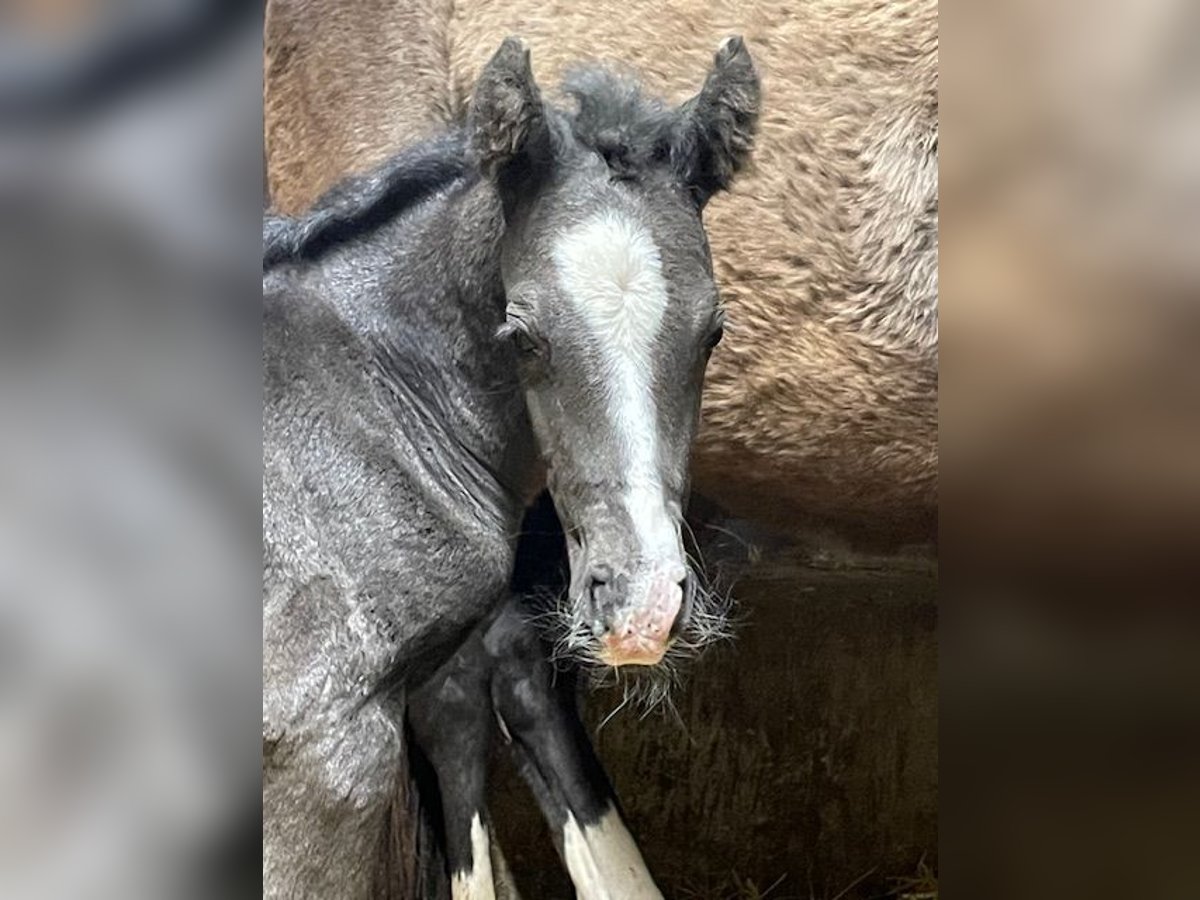 German Riding Pony Stallion  14,1 hh in Drackenstein