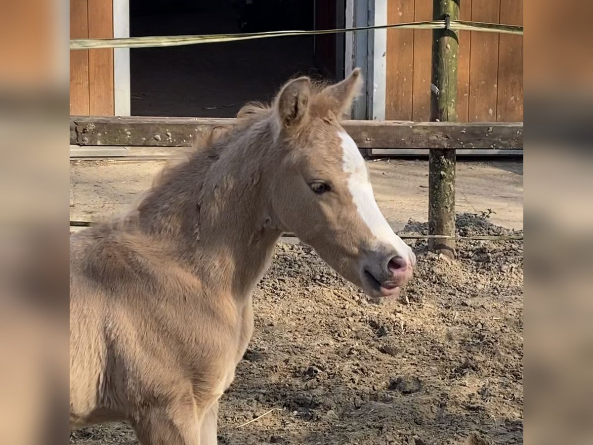 German Riding Pony Stallion  14,1 hh Palomino in Achim