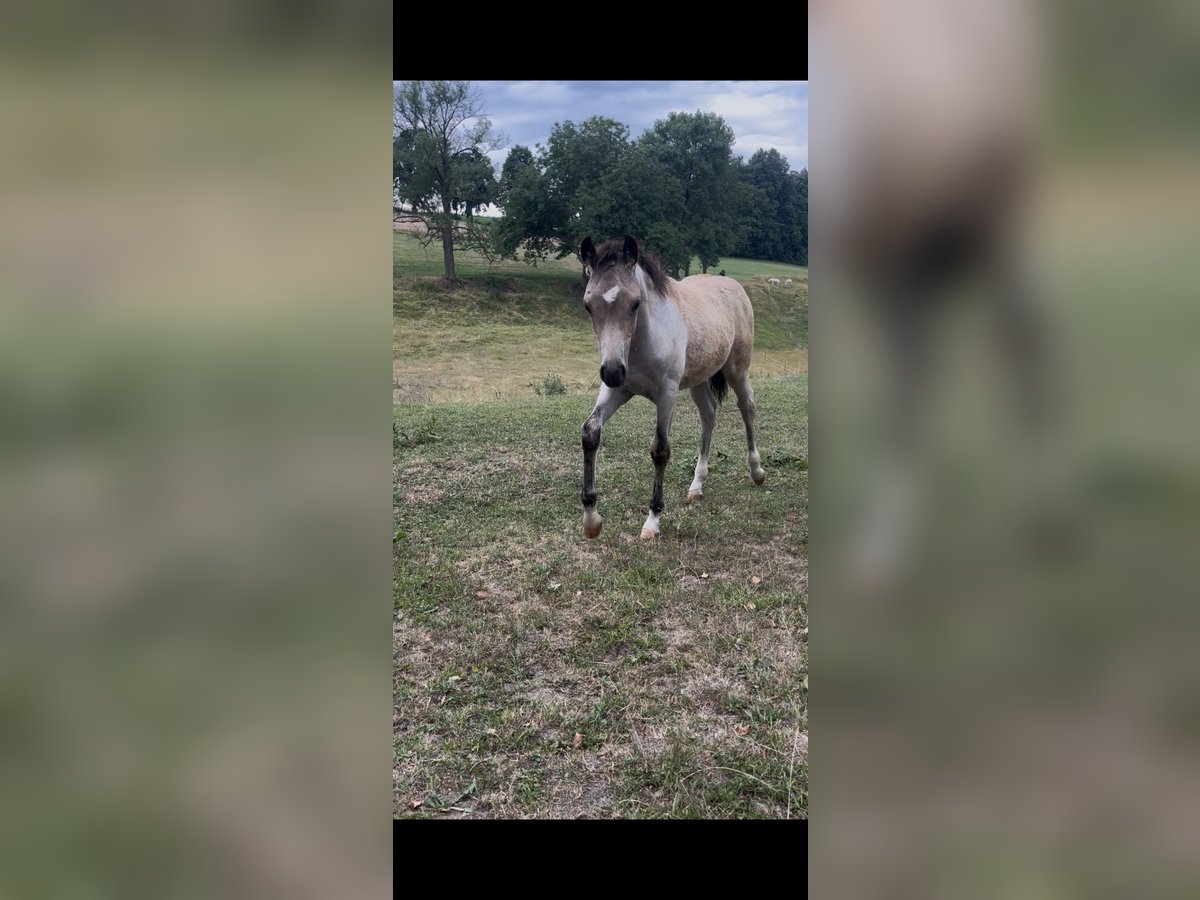 German Riding Pony Stallion  14,1 hh Roan-Bay in Harsdorf