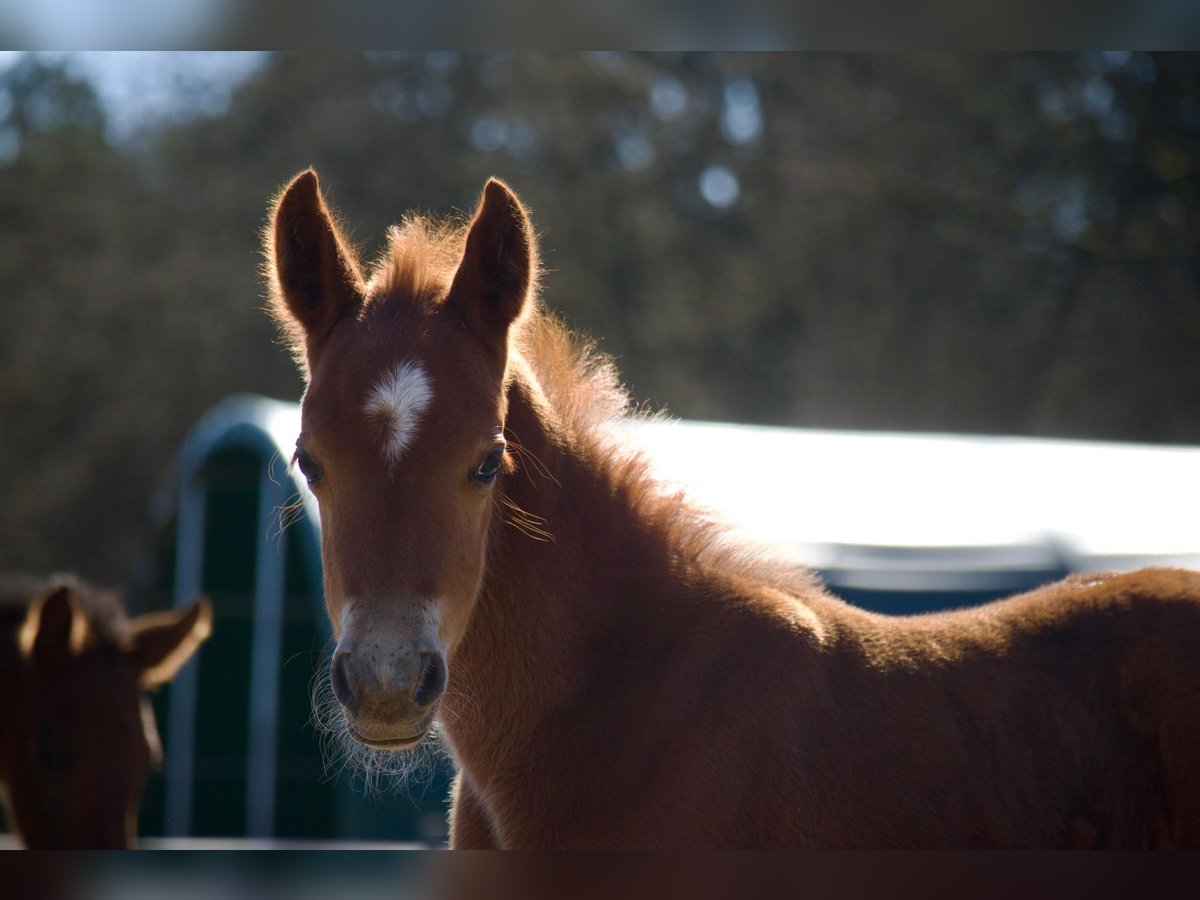 German Riding Pony Stallion Foal (03/2025) 14,1 hh in Jesteburg