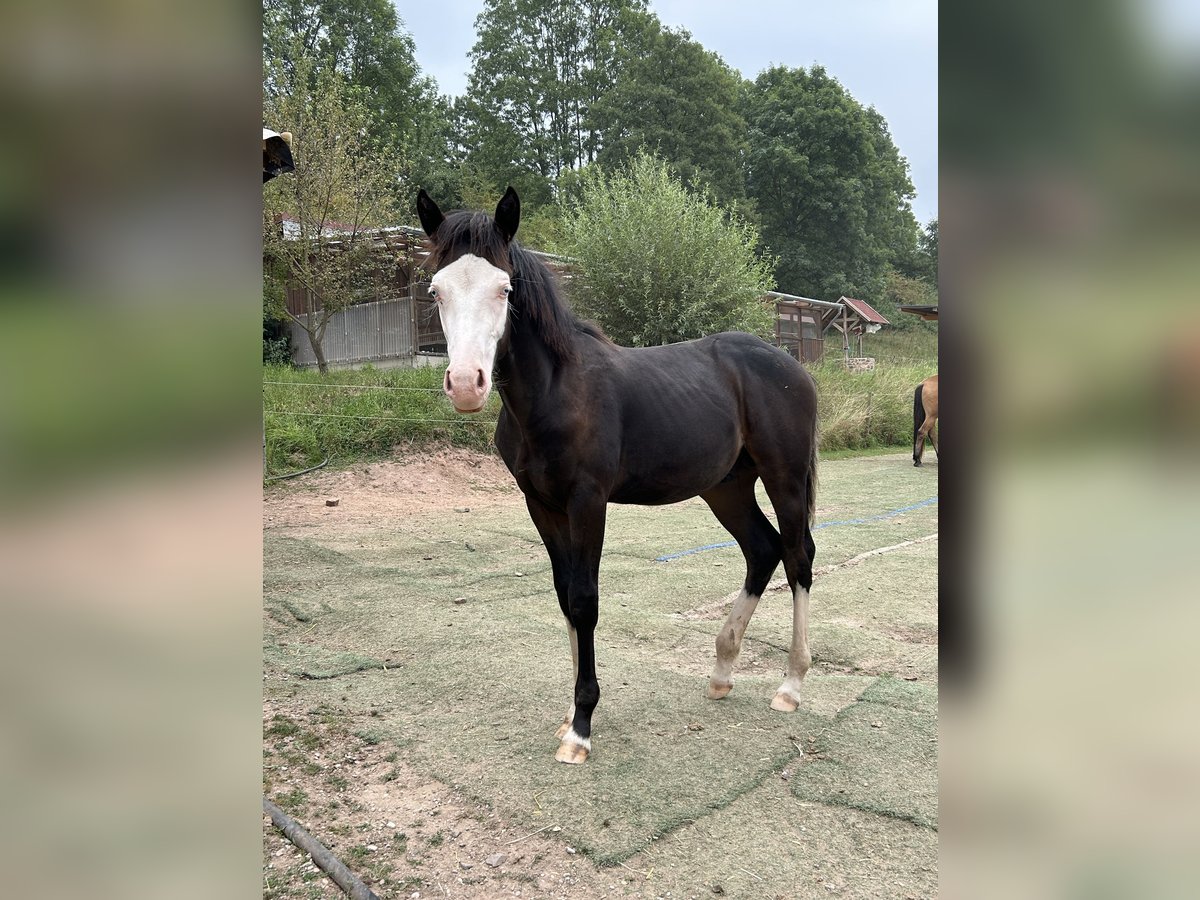 German Riding Pony Mix Stallion Foal (01/2025) 14,2 hh Black in Burghaun