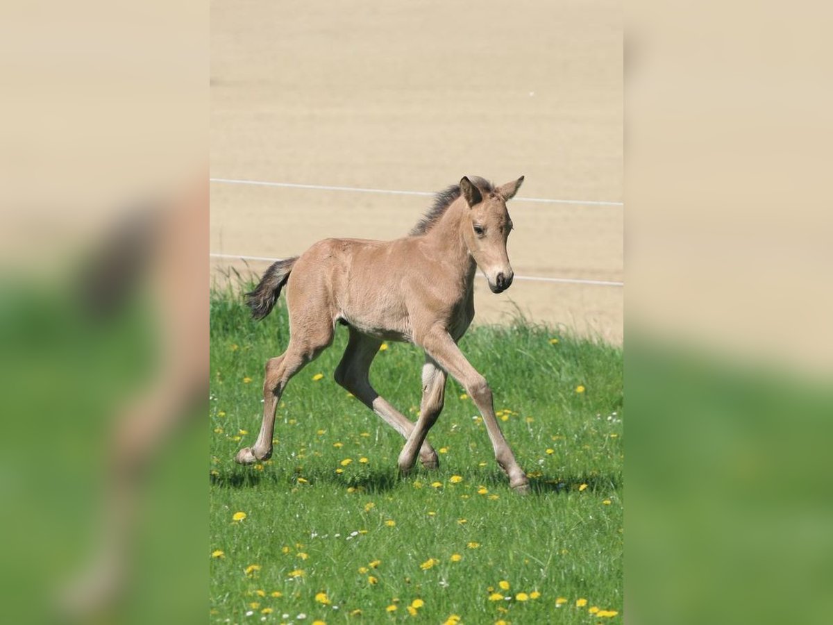 German Riding Pony Stallion  14,2 hh Buckskin in Strengberg