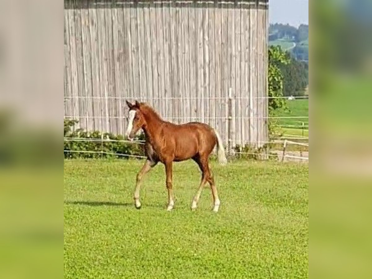 German Riding Pony Stallion Foal (05/2025) 14,2 hh Chestnut-Red in Vilsbiburg