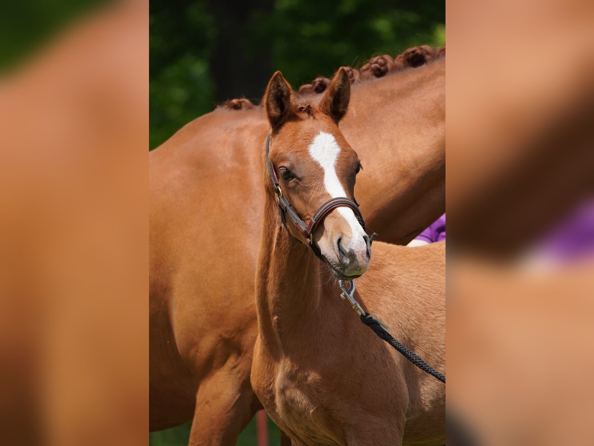 German Riding Pony Stallion  14,2 hh Chestnut-Red in Lindau