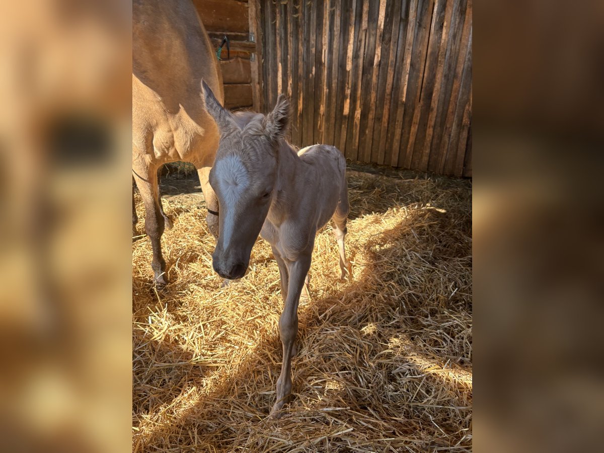 German Riding Pony Stallion 14,2 hh Palomino in Zell German Riding Pony Stallion 14,2 hh Palomino in Zell