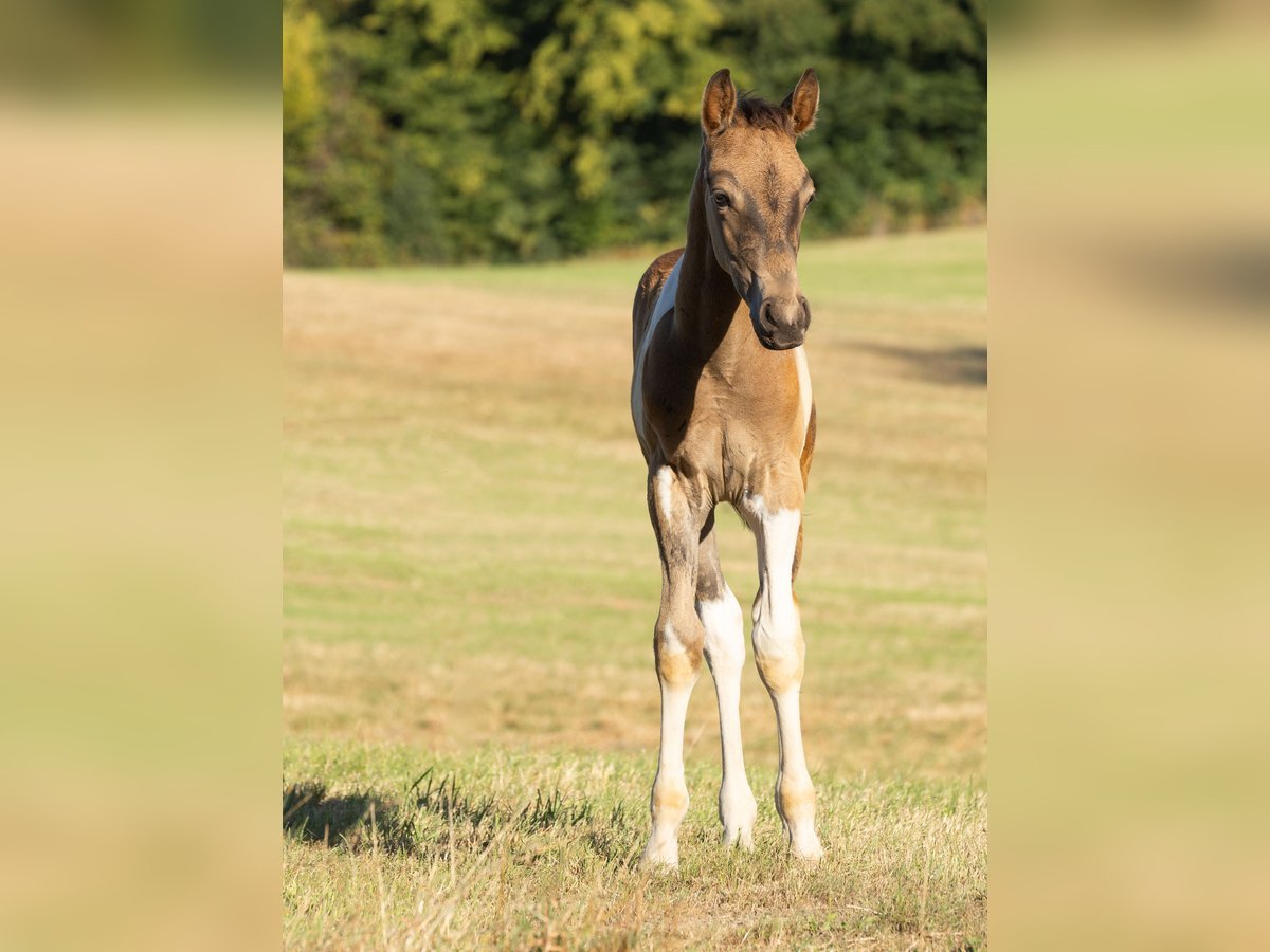 German Riding Pony Stallion Foal (06/2025) 14,2 hh Pinto in Essen German Riding Pony Stallion Foal (06/2025) 14,2 hh Pinto in Essen