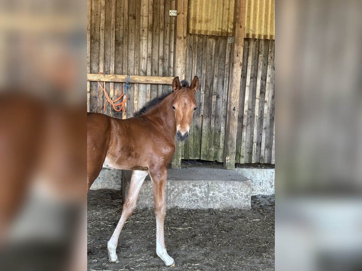German Riding Pony Stallion  14,2 hh Smoky-Black in Himmelkron