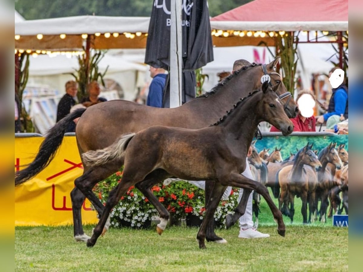 German Riding Pony Stallion Foal (05/2024) Bay-Dark in Zetel