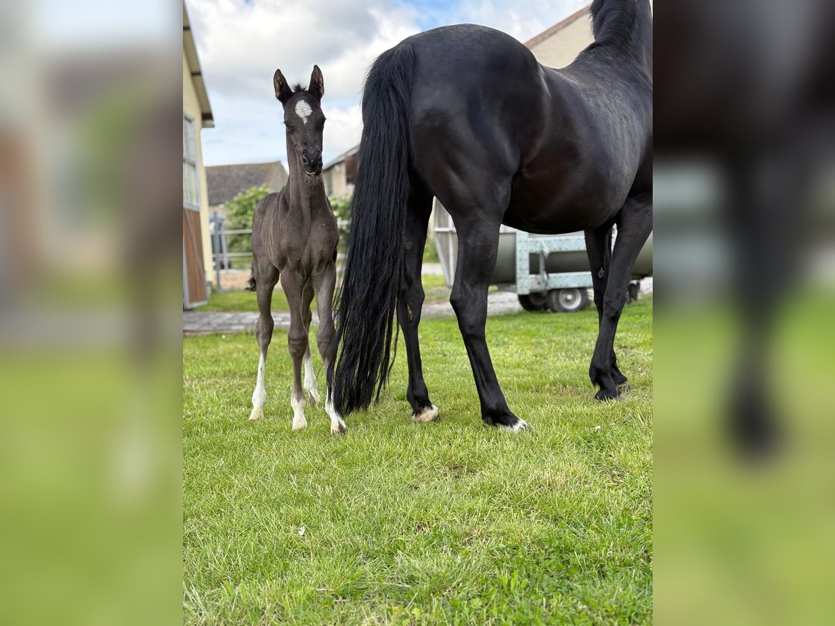 German Riding Pony Stallion  Black in Schkopau