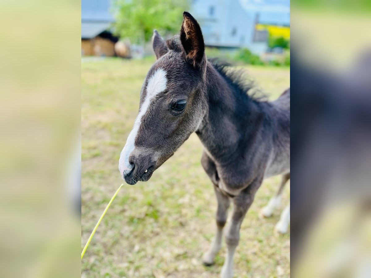 German Riding Pony Stallion  Black in Reichenbach/Vogtland