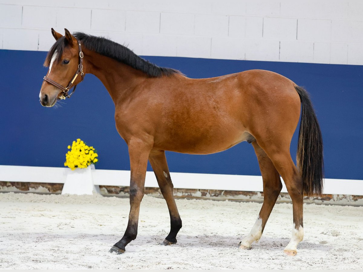German Riding Pony Stallion Foal (05/2025) Brown in Marsberg