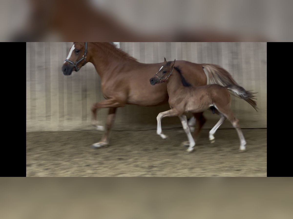 German Riding Pony Stallion Foal (04/2025) Brown in Vlotho