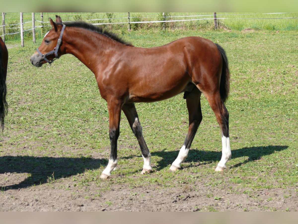 German Riding Pony Stallion  Brown in Geldern