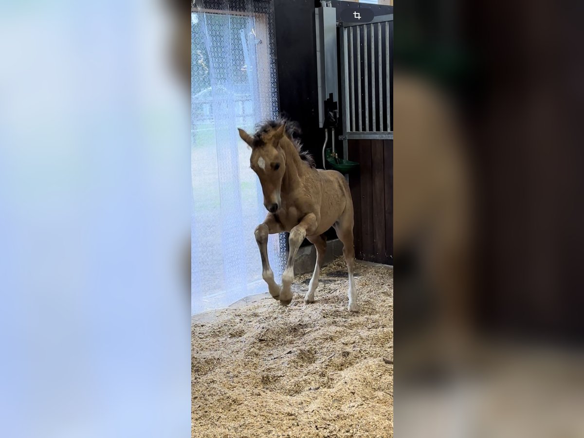 German Riding Pony Stallion  Buckskin in Hochdonn