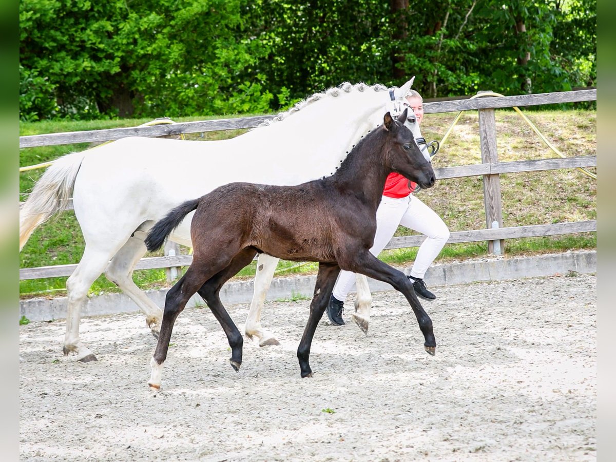 German Riding Pony Stallion  Can be white in Stadland