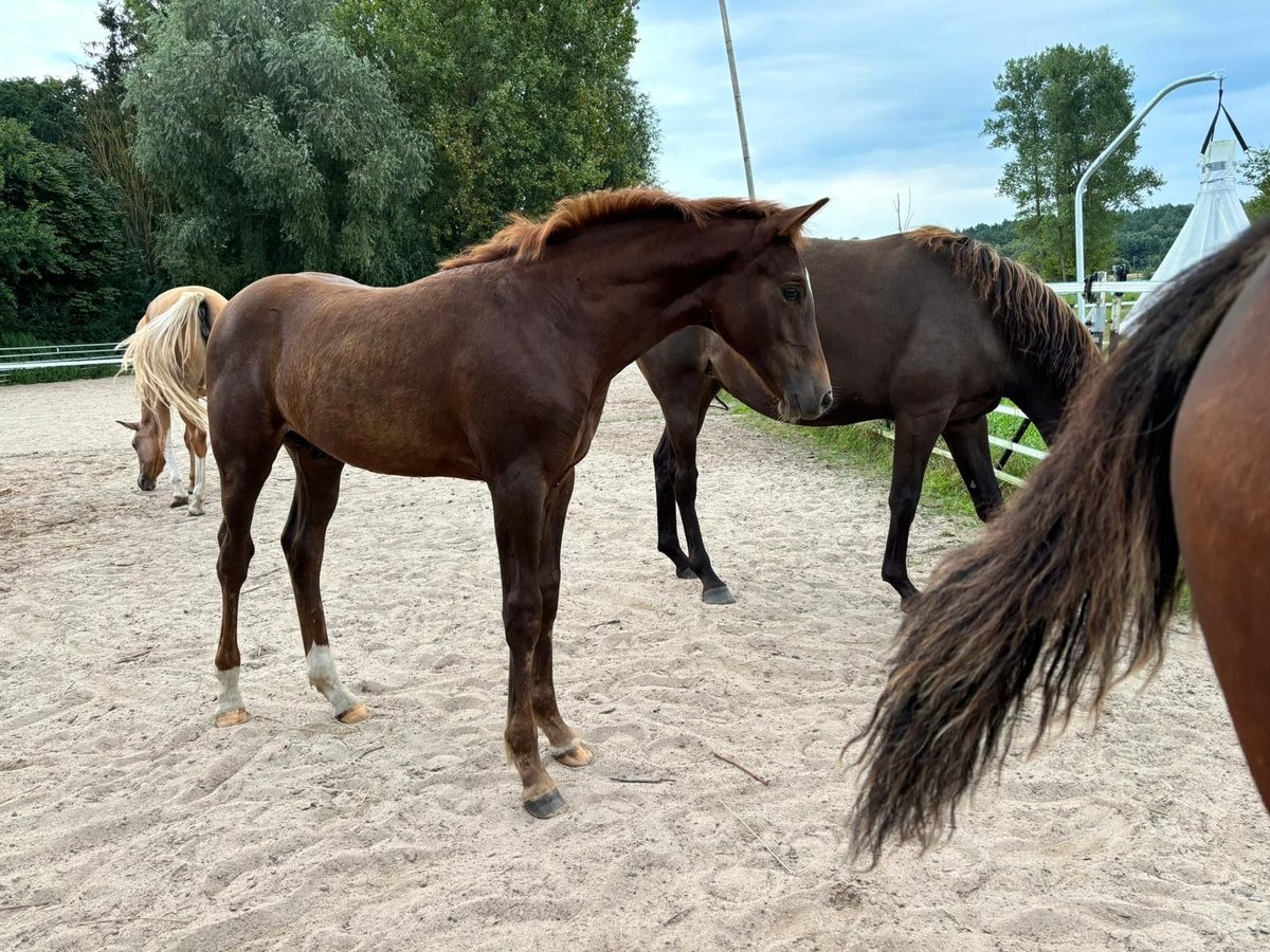 German Riding Pony Stallion Foal (04/2024) Chestnut in Bienenbüttel