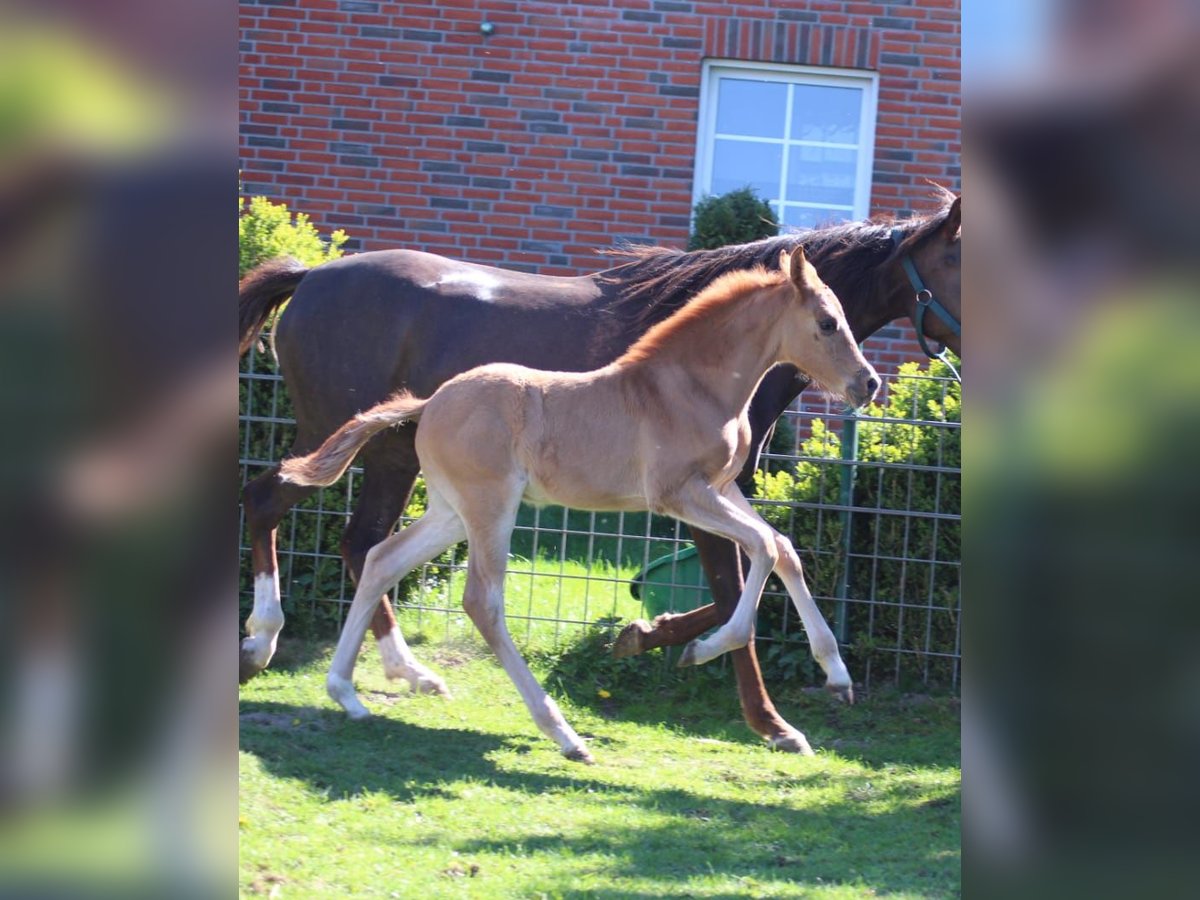 German Riding Pony Stallion  Chestnut in Ritterhude