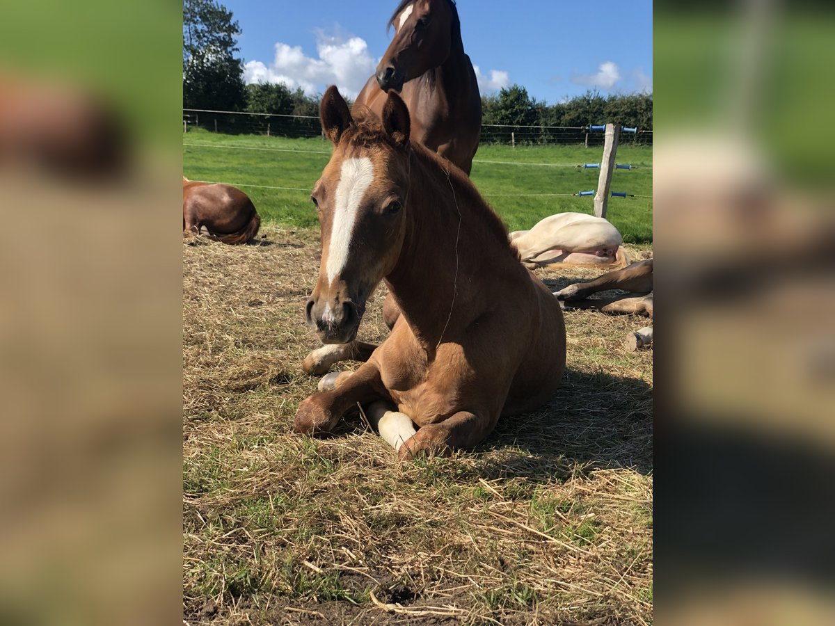 German Riding Pony Stallion Foal (05/2025) Chestnut-Red in Struxdorf