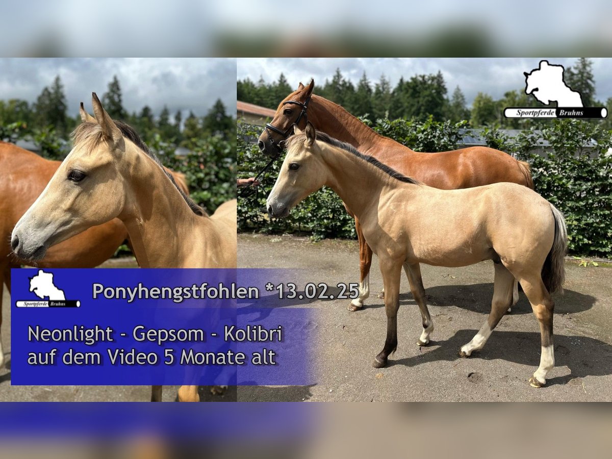German Riding Pony Stallion Foal (02/2025) Cremello in Seetz