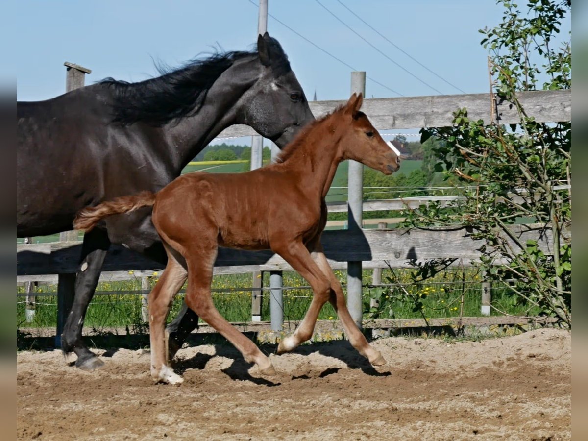 German Riding Pony Stallion  in Adlkofen