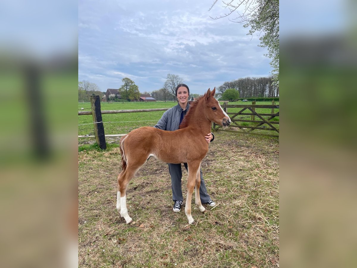 German Riding Pony Stallion Foal (03/2025) in Lippetal