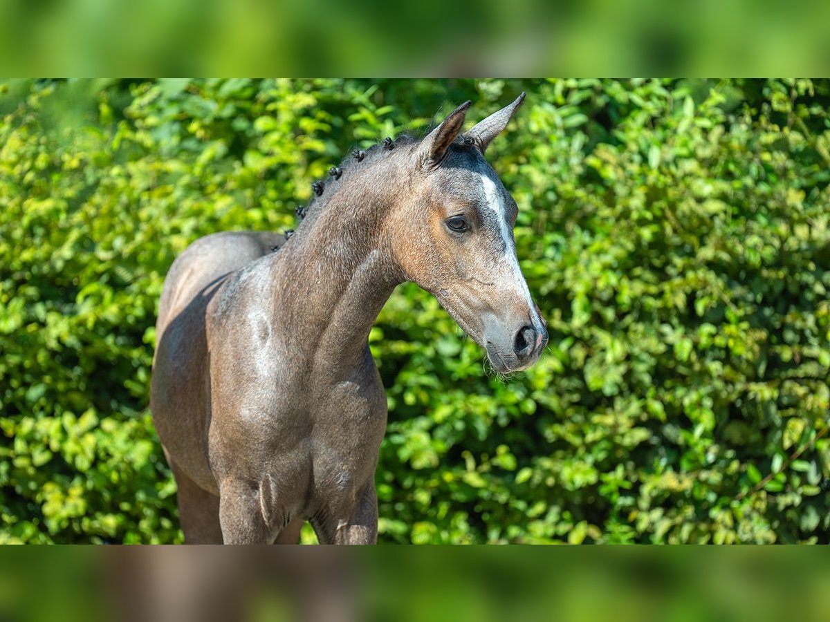 German Riding Pony Stallion Foal (01/2024) Gray in Mönchengladbach