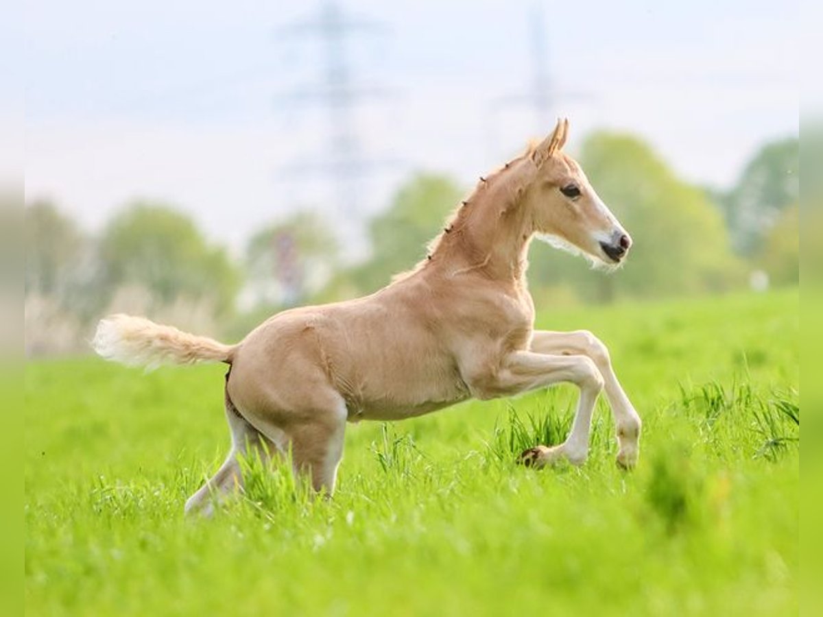 German Riding Pony Stallion Foal (03/2024) Palomino in Gelsenkirchen