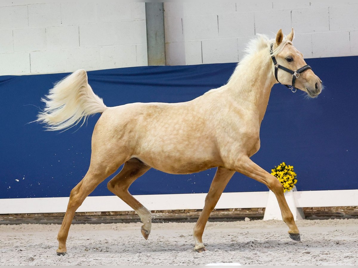 German Riding Pony Stallion Foal (05/2025) Palomino in Marsberg