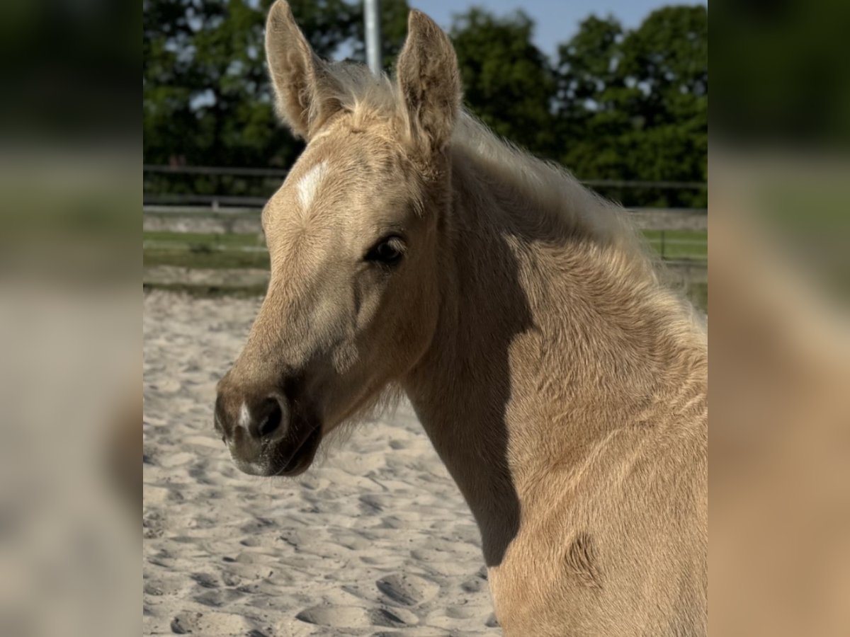 German Riding Pony Stallion  Palomino in Westerstede