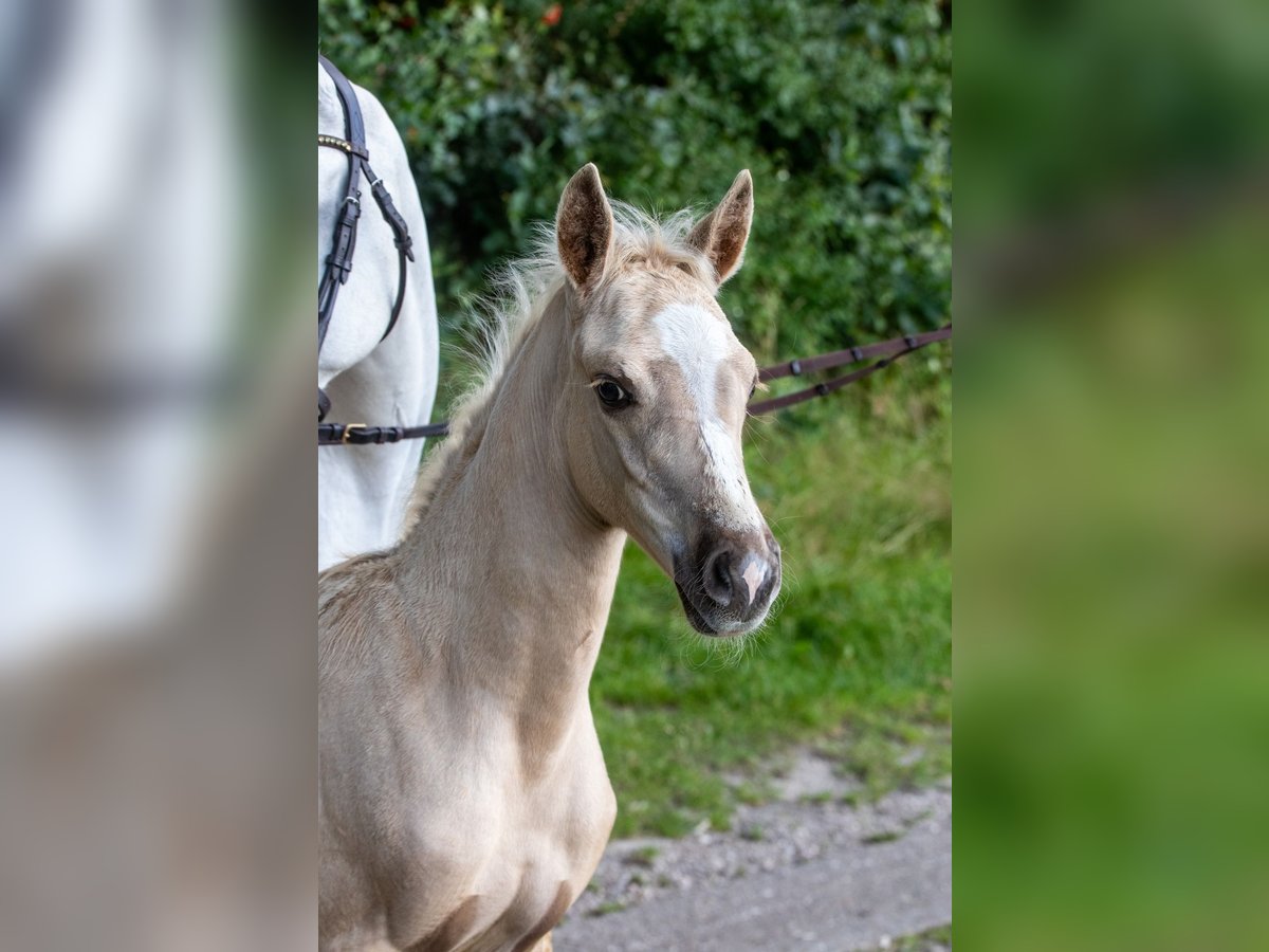 German Riding Pony Stallion Foal (06/2024) Palomino in Hohenlockstedt