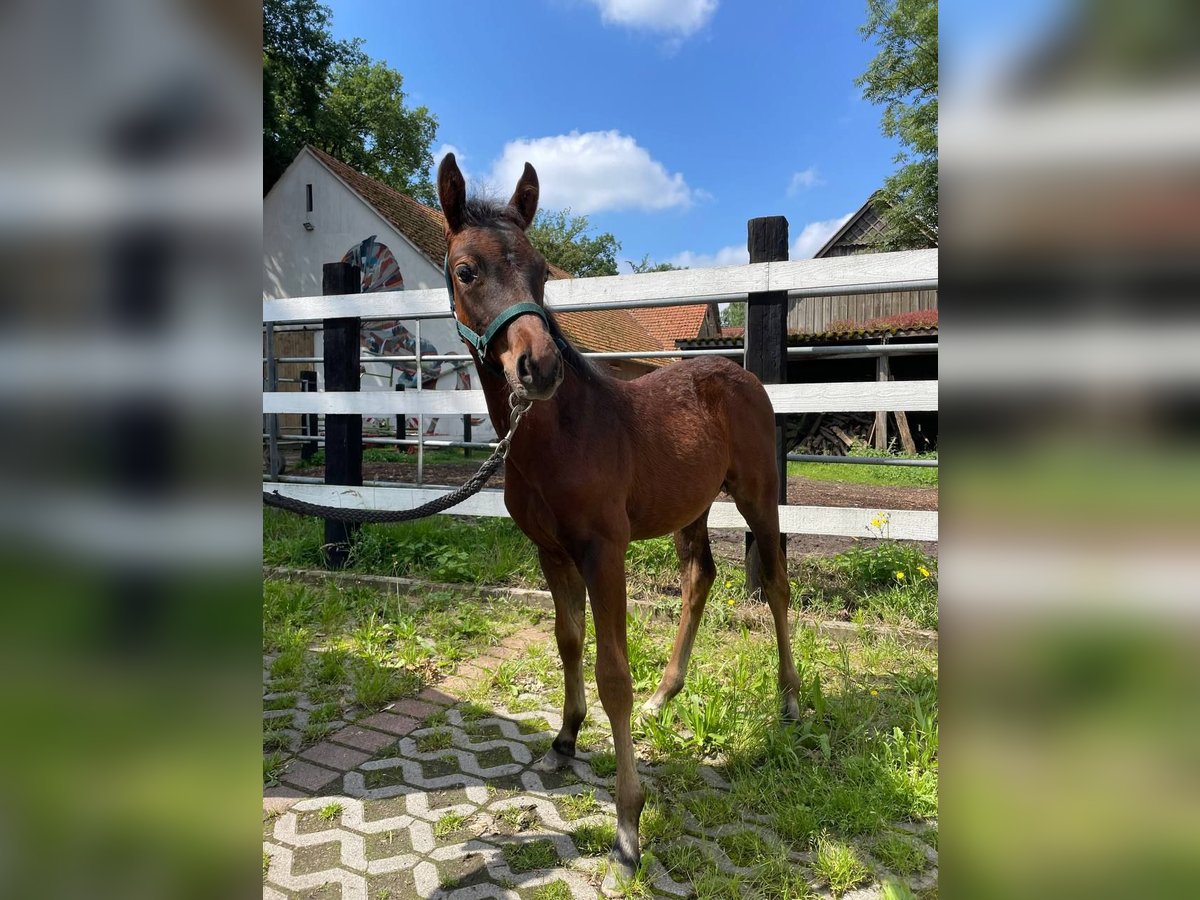 German Riding Pony Stallion Foal (04/2024) in Bramsche