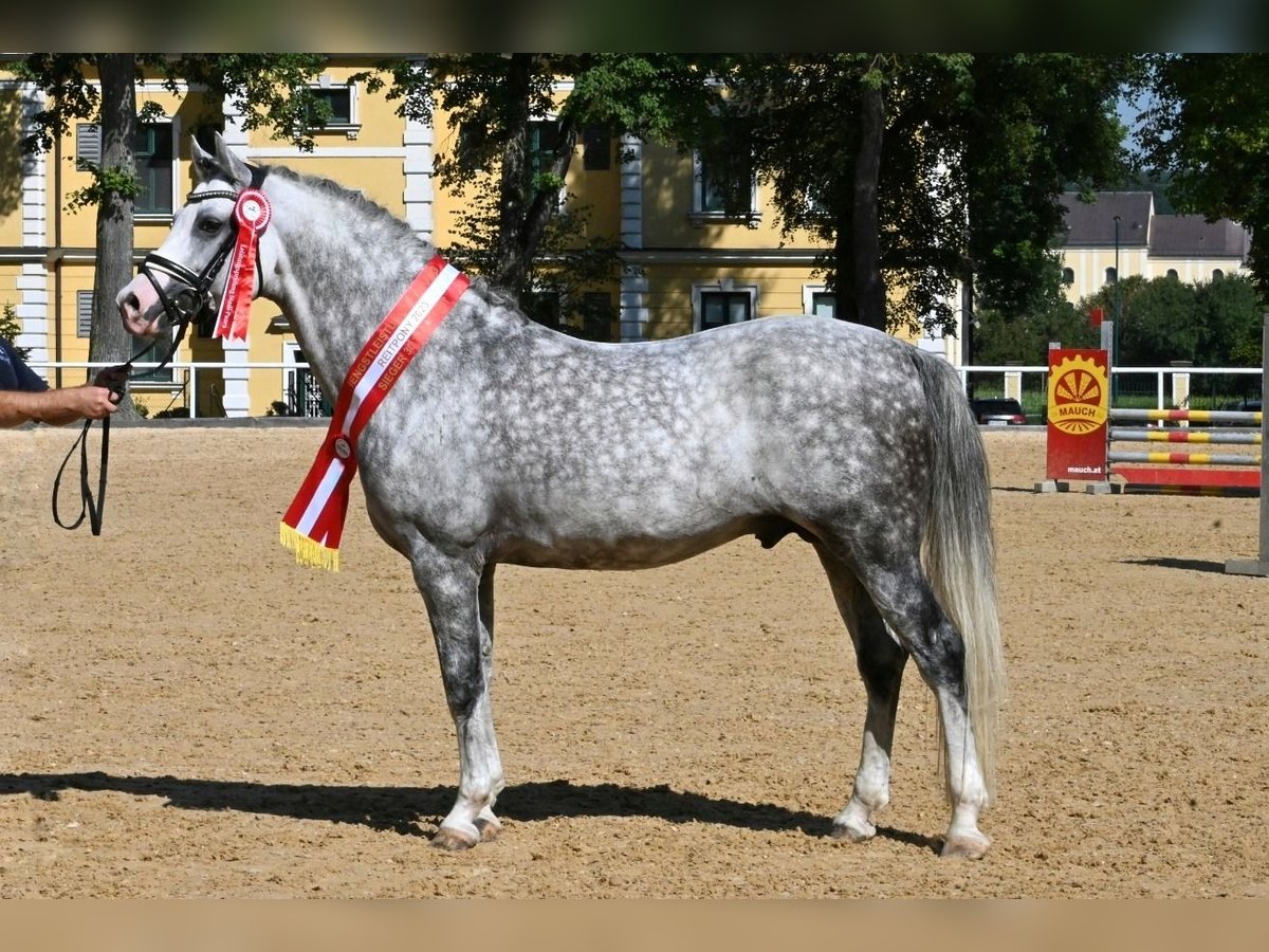 German Riding Pony Stallion Grey in Lippetal
