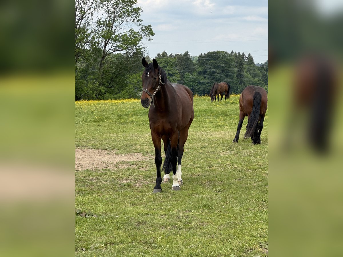 German Sport Horse Gelding 10 years 15,2 hh Brown in Hallwang bei Salzburg