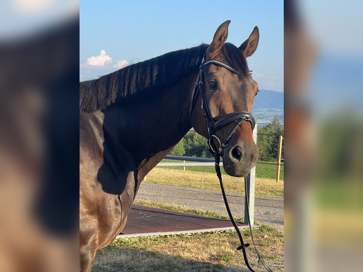 German Sport Horse Gelding 10 years 16,1 hh Bay-Dark in Herrliberg