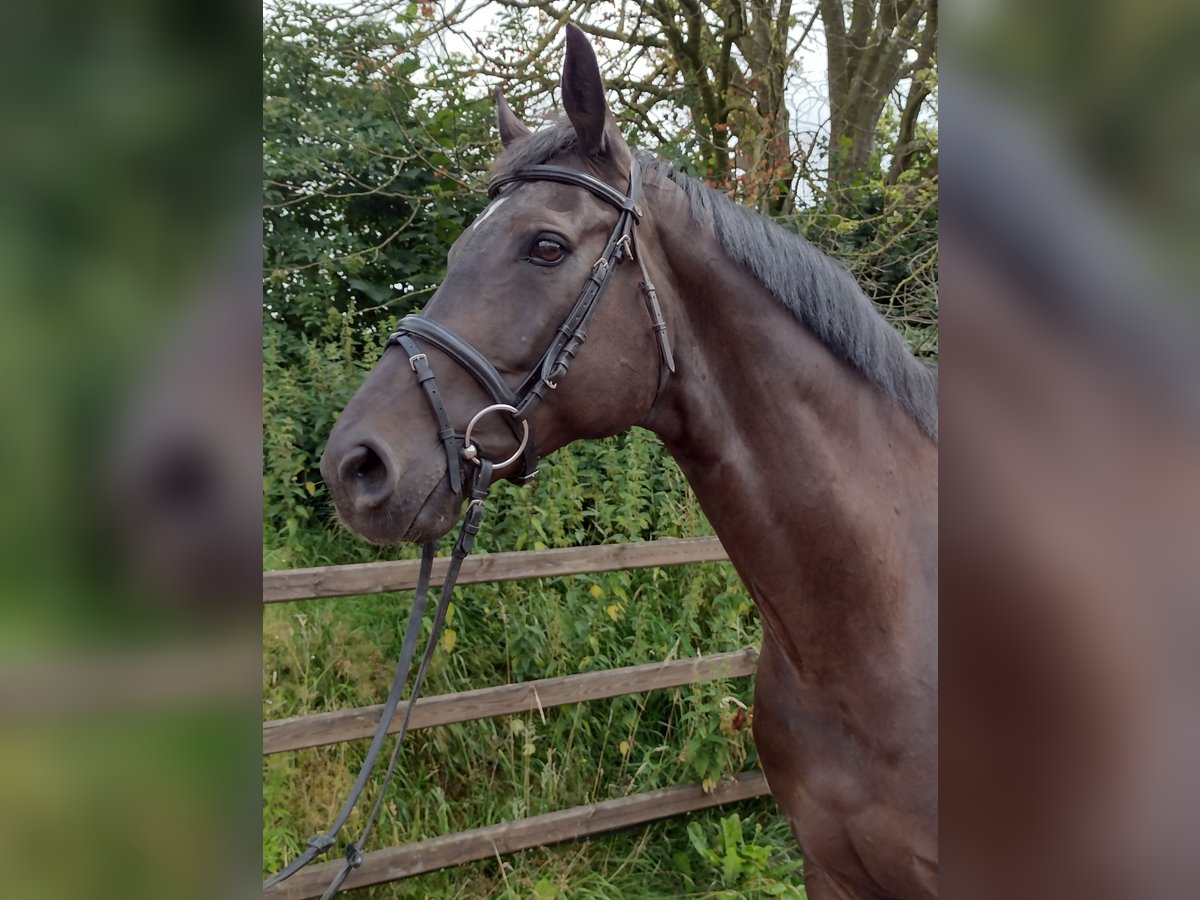 German Sport Horse Gelding 10 years 16,1 hh Bay-Dark in Viöl