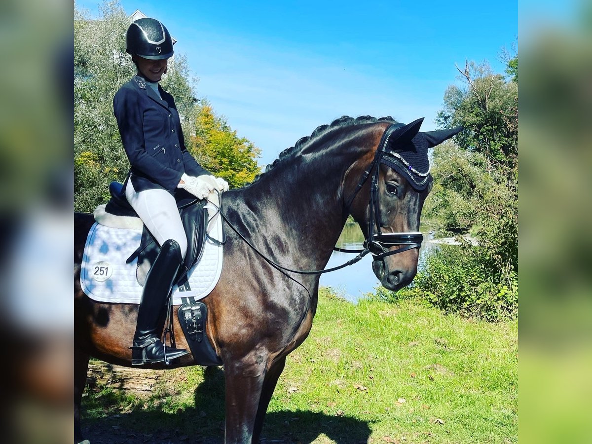 German Sport Horse Gelding 10 years 16,2 hh Bay-Dark in Rimsting