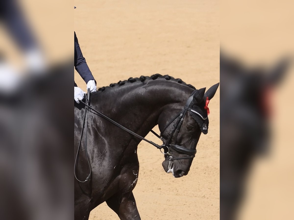 German Sport Horse Gelding 10 years 16,3 hh Black in Wels