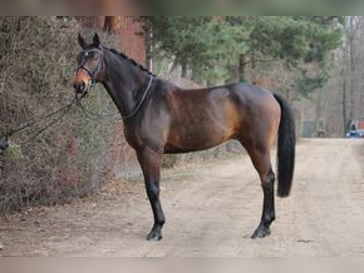 German Sport Horse Gelding 10 years 16,3 hh Brown in Krefeld