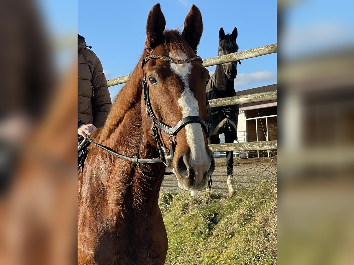 German Sport Horse Gelding 10 years 16,3 hh Chestnut-Red in Uttenweiler