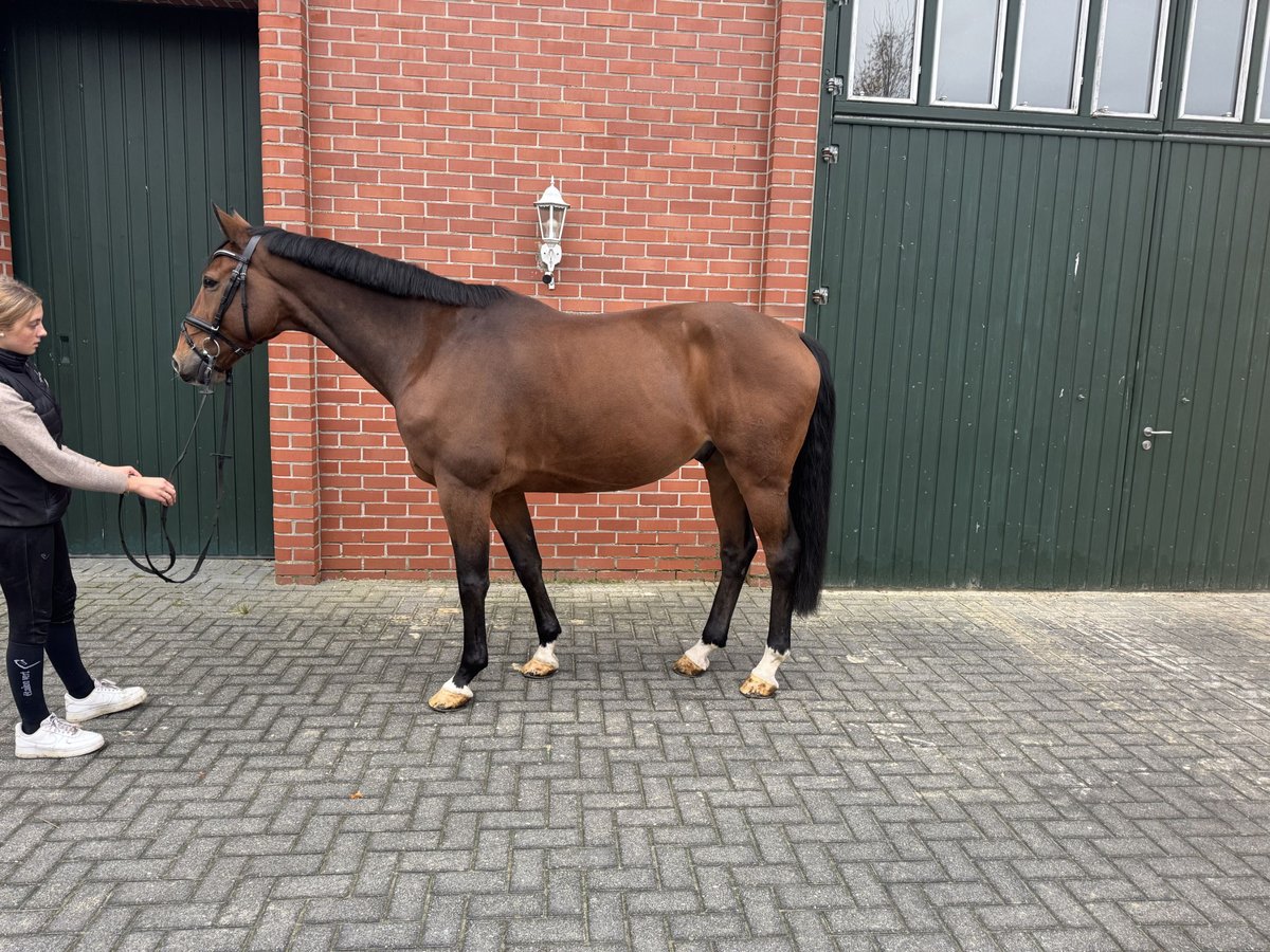 German Sport Horse Gelding 10 years 16,1 hh Brown in Isterberg